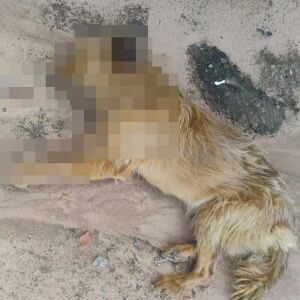 Novos casos de envenenamento de cães geram medo e revolta no bairro Ipê Mirim