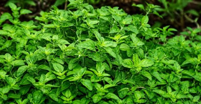Oficina ensina cultivo de ervas medicinais e aromáticas em Araraquara