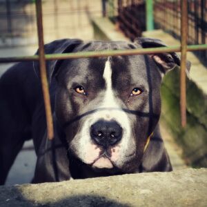 Ataque de pitbull em São Carlos: família relata medo e insegurança após morte de cão doméstico