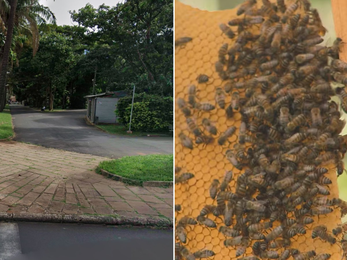 Abelhas atacam quatro pessoas após colmeia cair de árvore em Araraquara