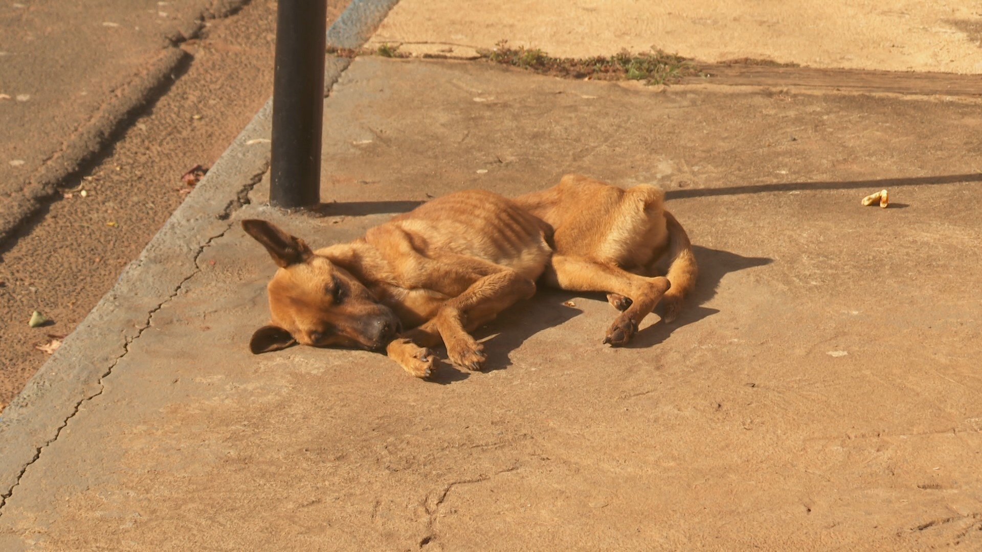 Surto de cinomose em Aguaí (SP) preocupa moradores após mortes de cachorros