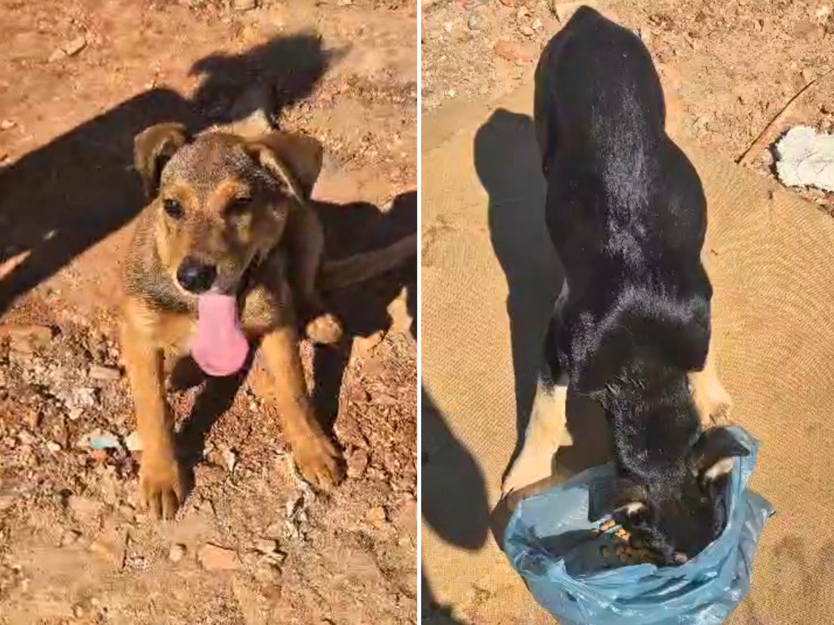 Cães abandonados em aterro sanitário são resgatados em Santa Rita do Passa Quatro
