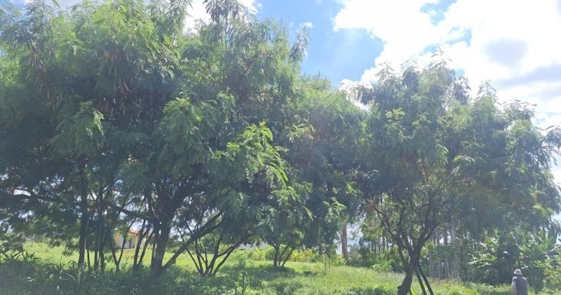 Câmara aprova projeto contra espécie invasora para proteger a flora em Araraquara