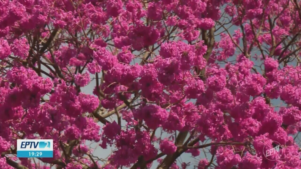 Florada de ipê-rosa transforma a paisagem urbana durante o inverno