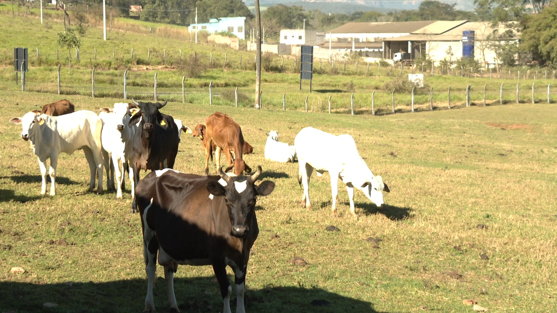 Furto de animais gera prejuízo de R$ 110 mil no interior de SP