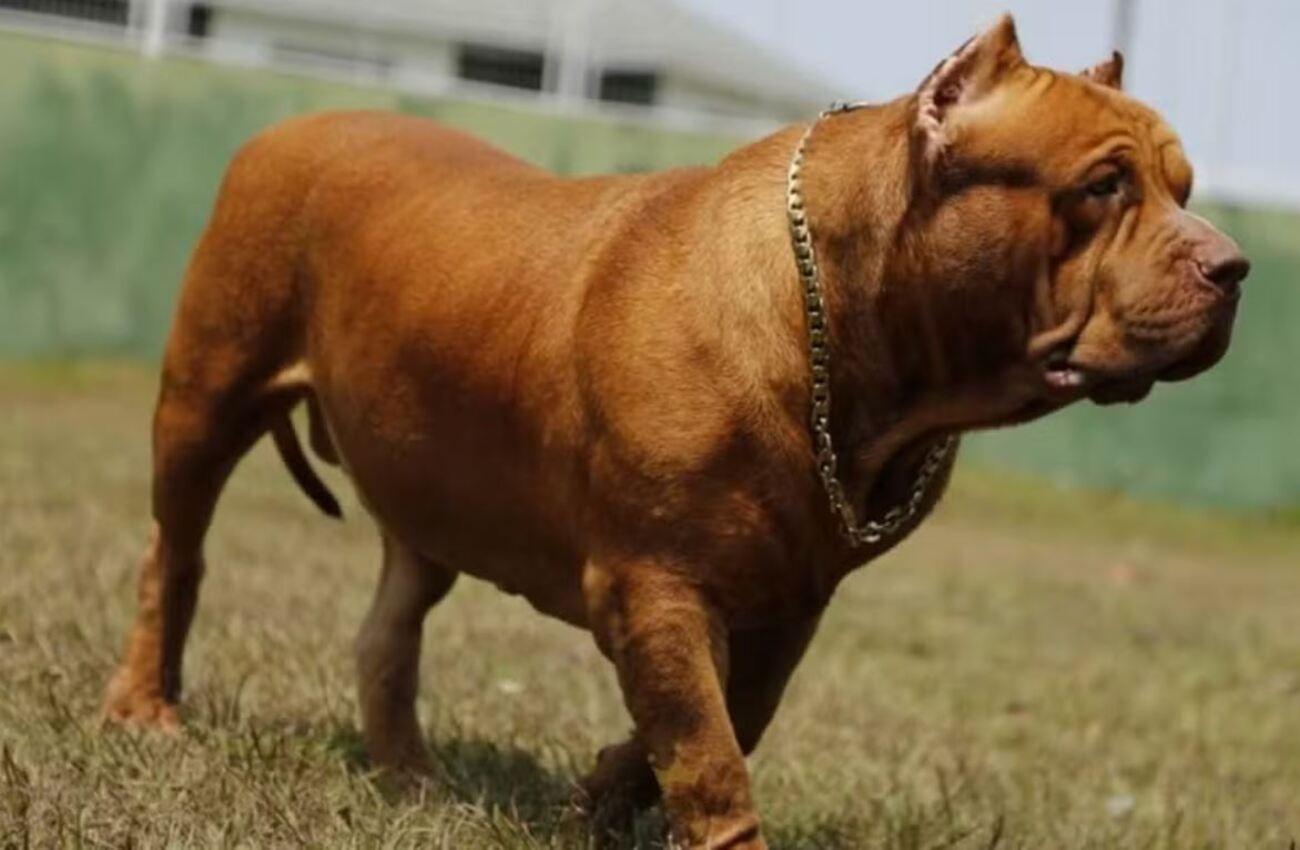 Homem condenado por mutilar orelhas de quatro cães em São Paulo