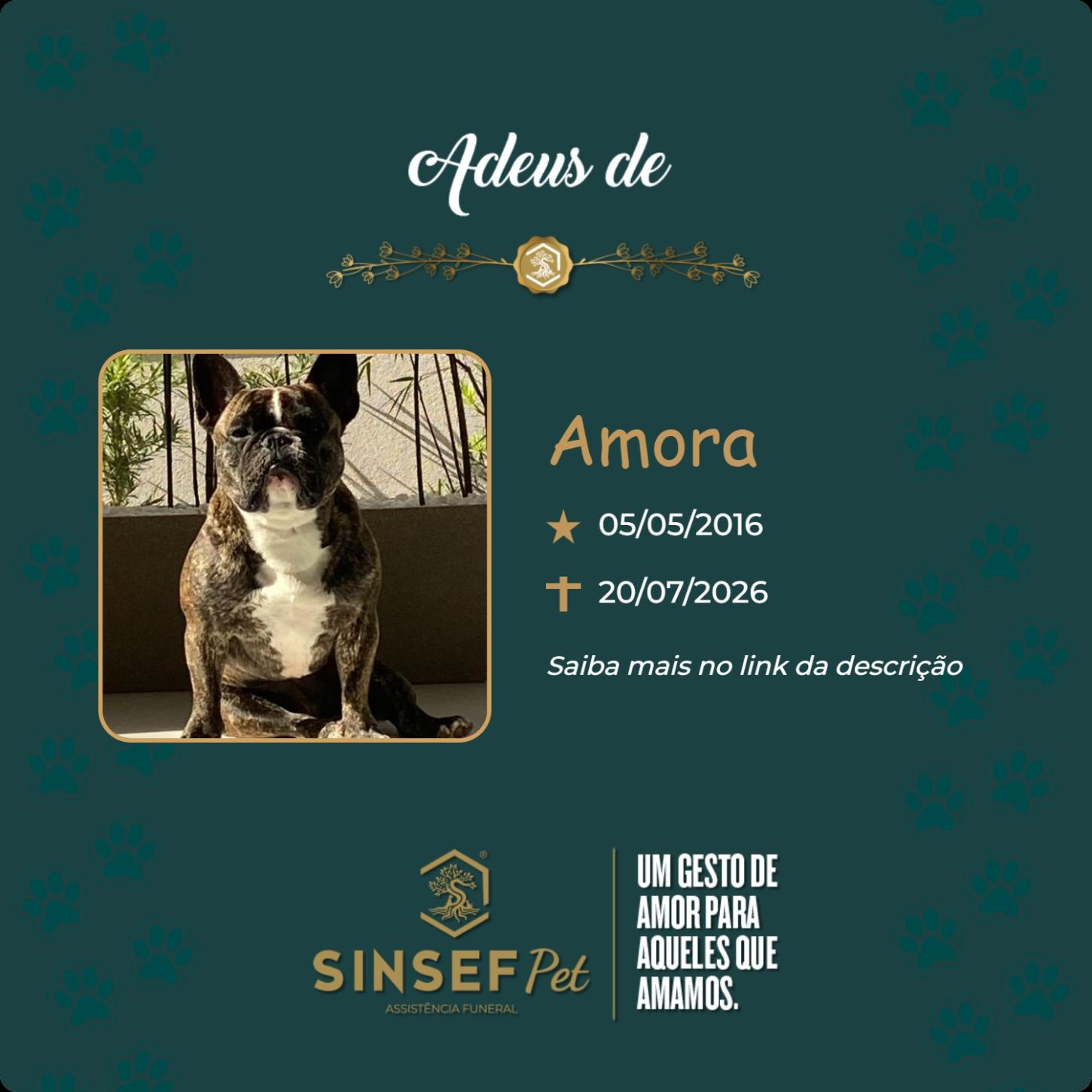 O Grupo Sinsef se despede da Amora