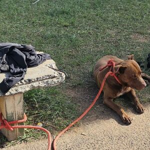 Pit bull agressivo é capturado em Ibaté após causar pânico em moradores