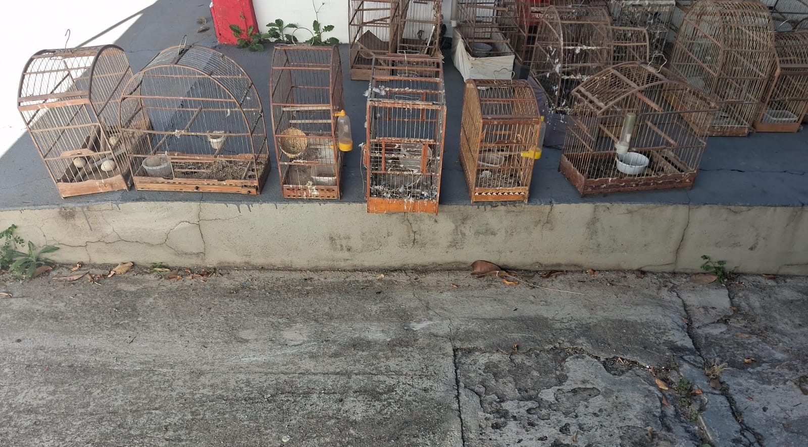 Polícia Ambiental encontra 60 animais em fiscalizações e aplica R$ 85,5 mil em multas