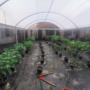 Psicólogo e agrônomo são presos por cultivo de maconha em São Carlos