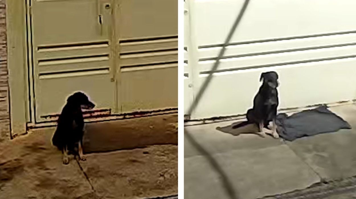 Cão abandonado em Araraquara (SP) encontra novo lar após espera de quatro dias
