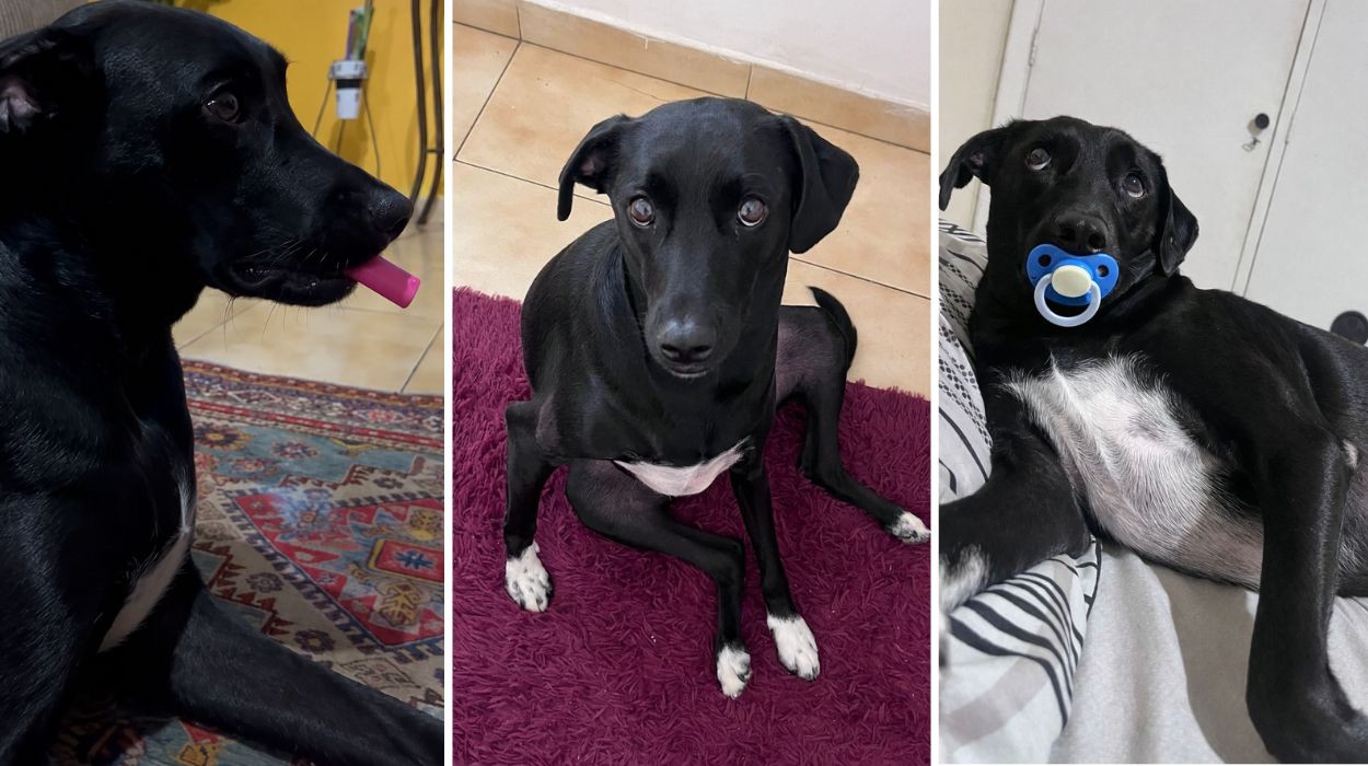 Cão Pitoco, de Araraquara, se torna um fenômeno viral com milhões de visualizações