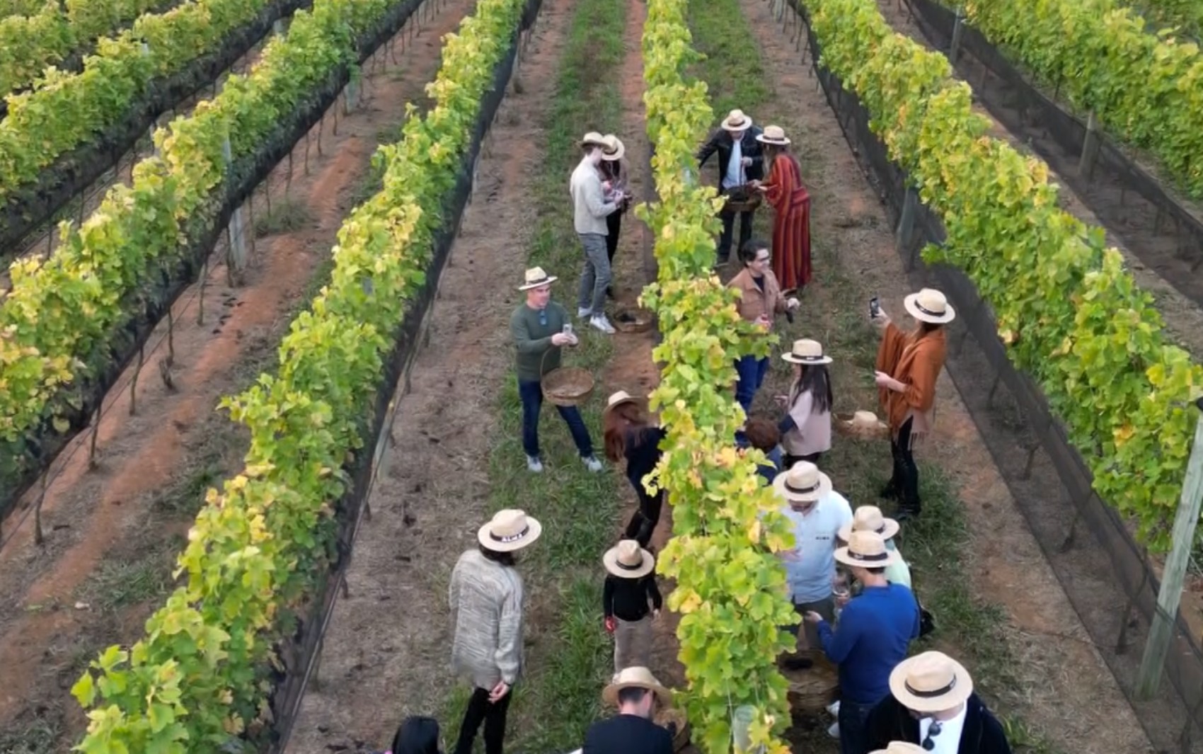 Vindima no Sul de Minas atrai turistas para colheita de uvas e degustação