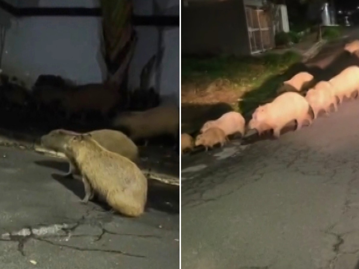 Aumento de capivaras em São João da Boa Vista gera alerta sobre carrapatos