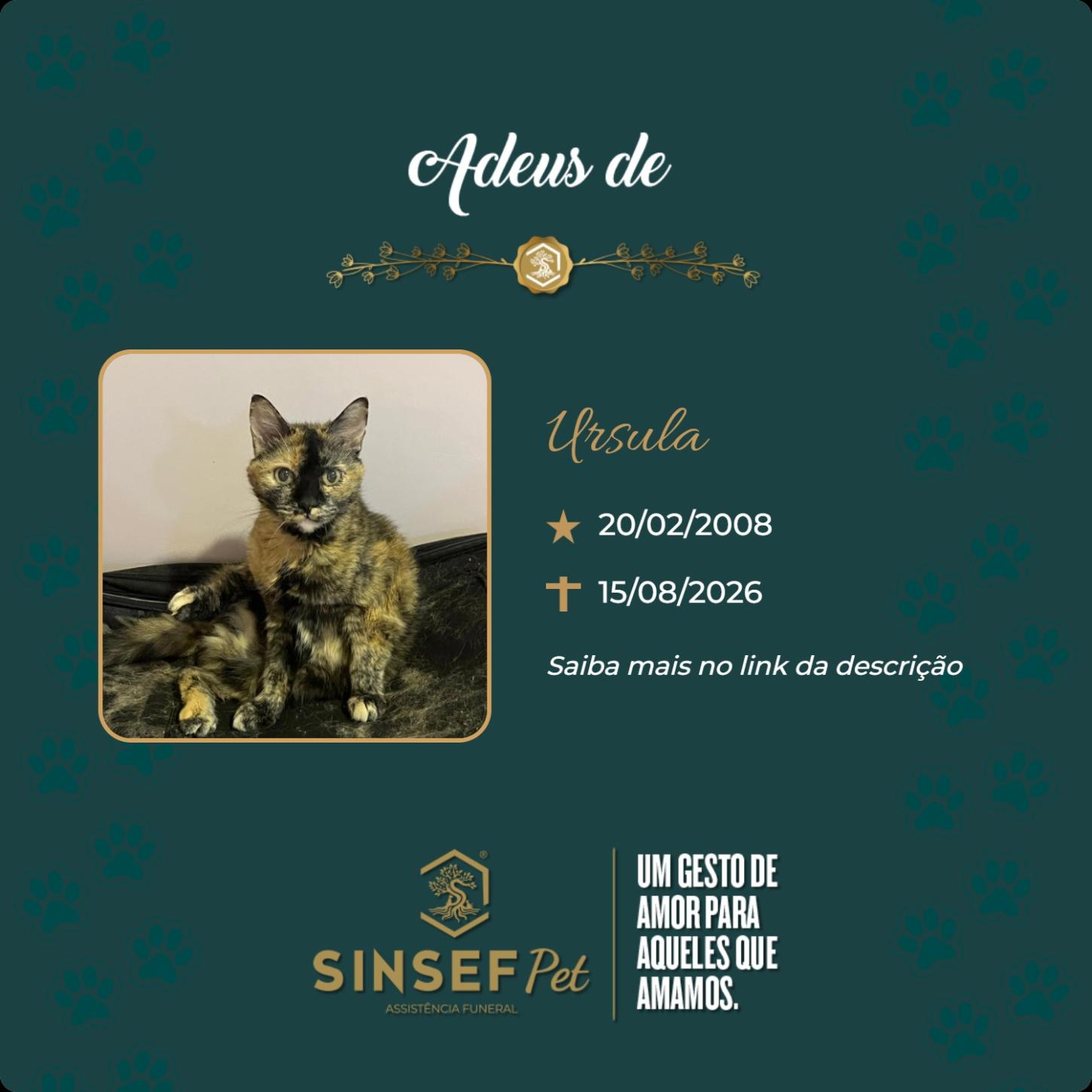 O Grupo Sinsef se despede de Ursula
