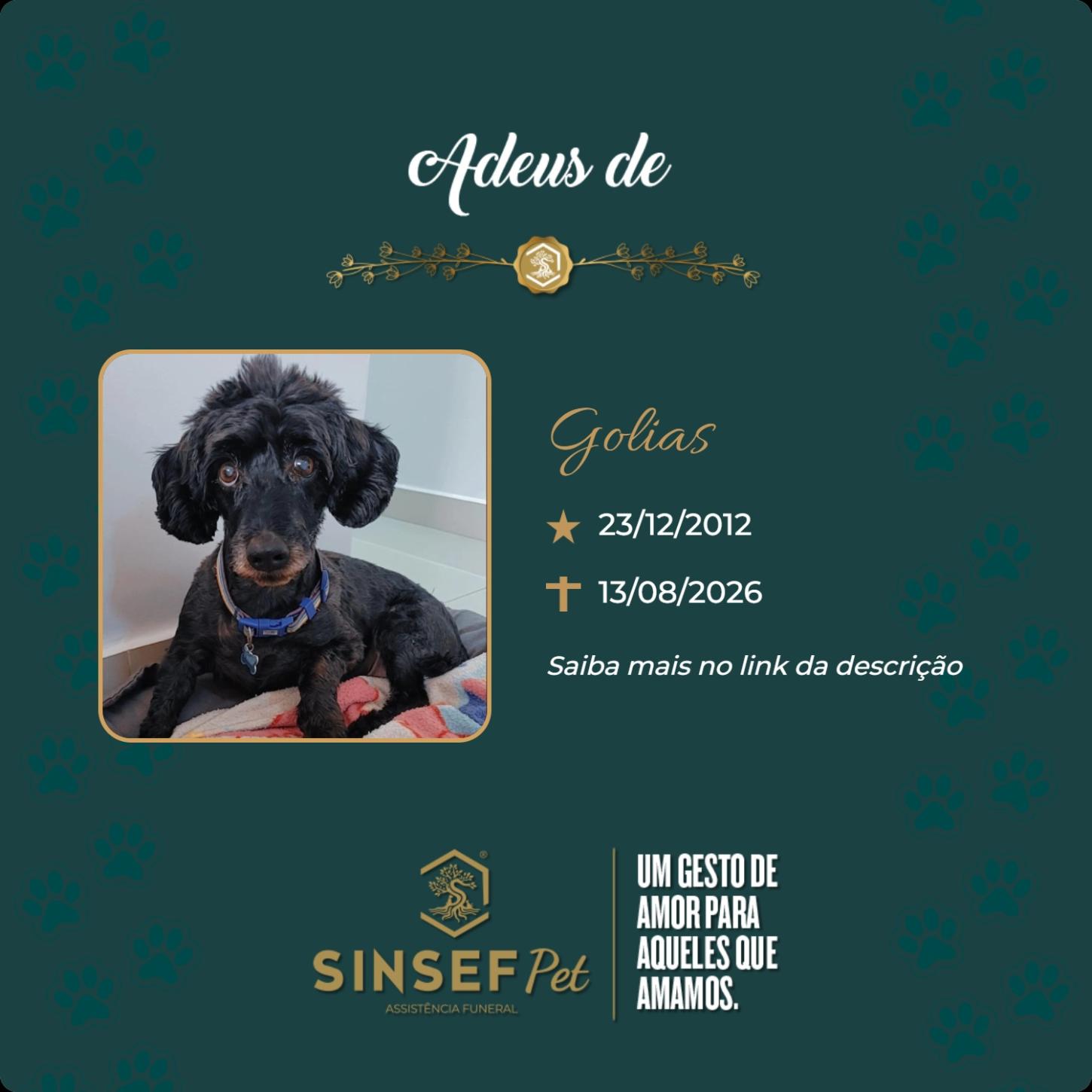 O Grupo Sinsef se despede do Golias
