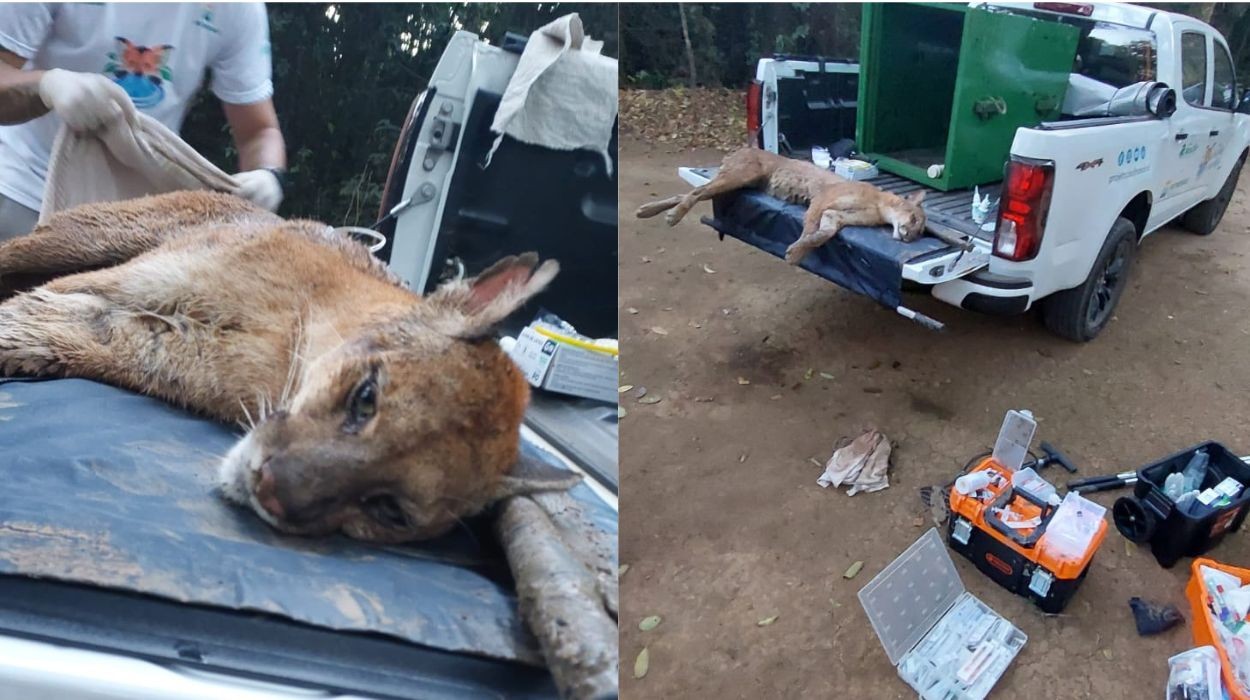 Onça-parda ferida por tiro é resgatada no interior de SP