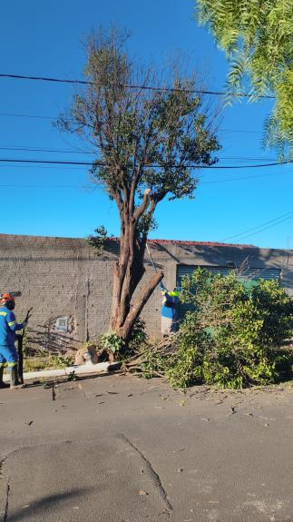 Araraquara intensifica ações de segurança e manejo da arborização urbana