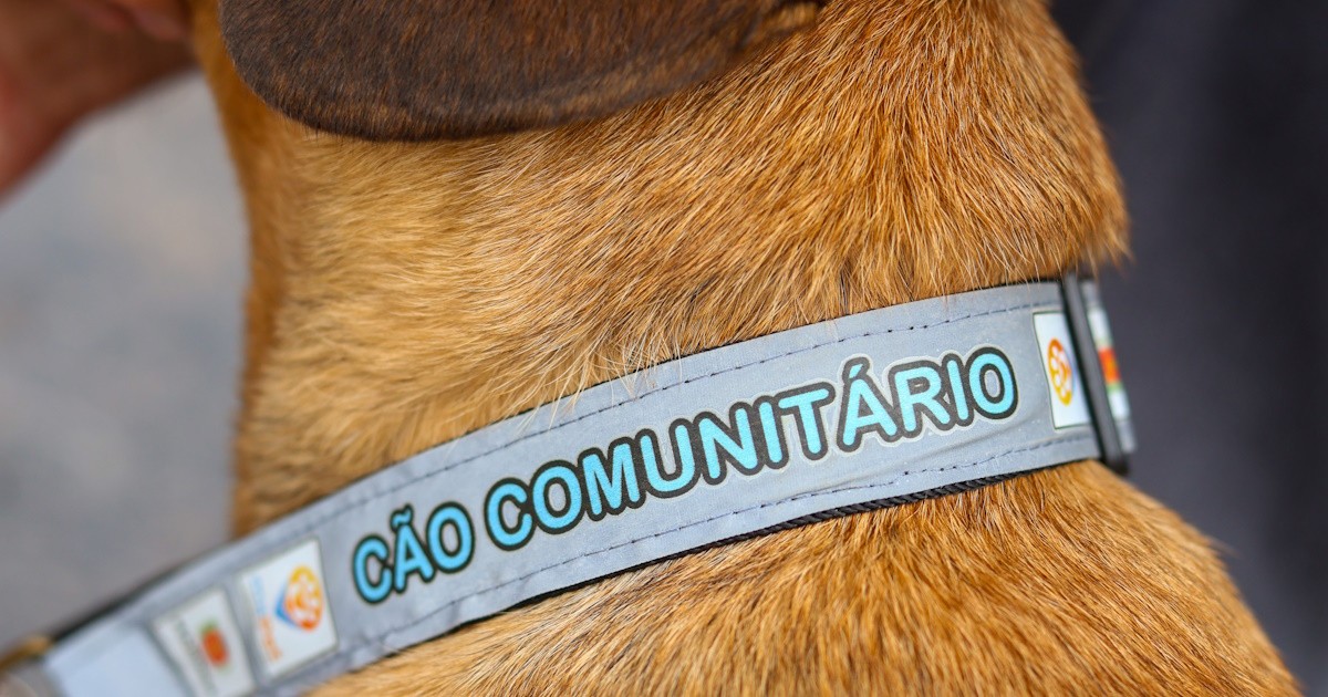 Nova proposta sugere uso de coleiras refletivas para cães comunitários em Araraquara