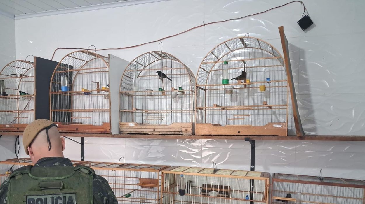 Criador de aves é multado por manter espécimes irregulares no interior de SP