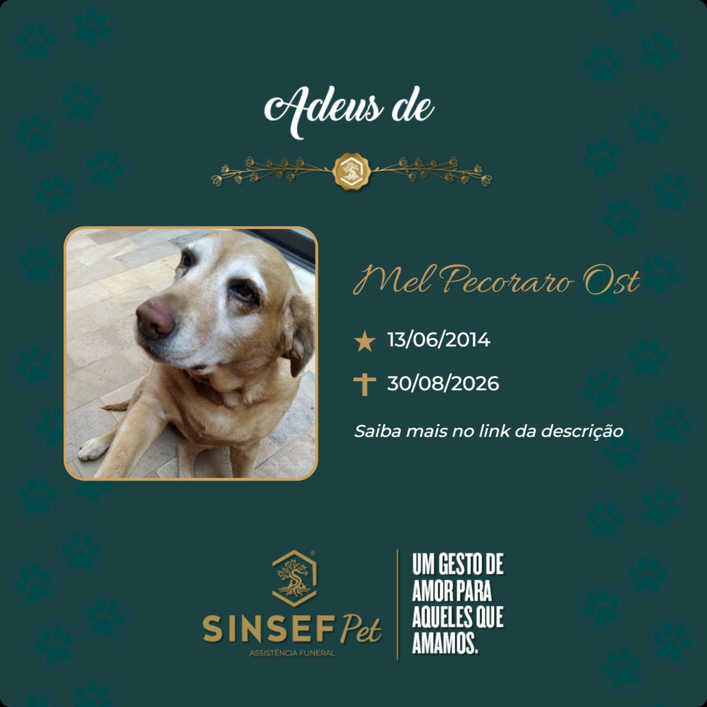 O Grupo Sinsef se despede da Mel Pecoraro