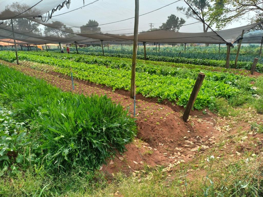 Araraquara abre inscrições para o Programa de Aquisição de Alimentos
