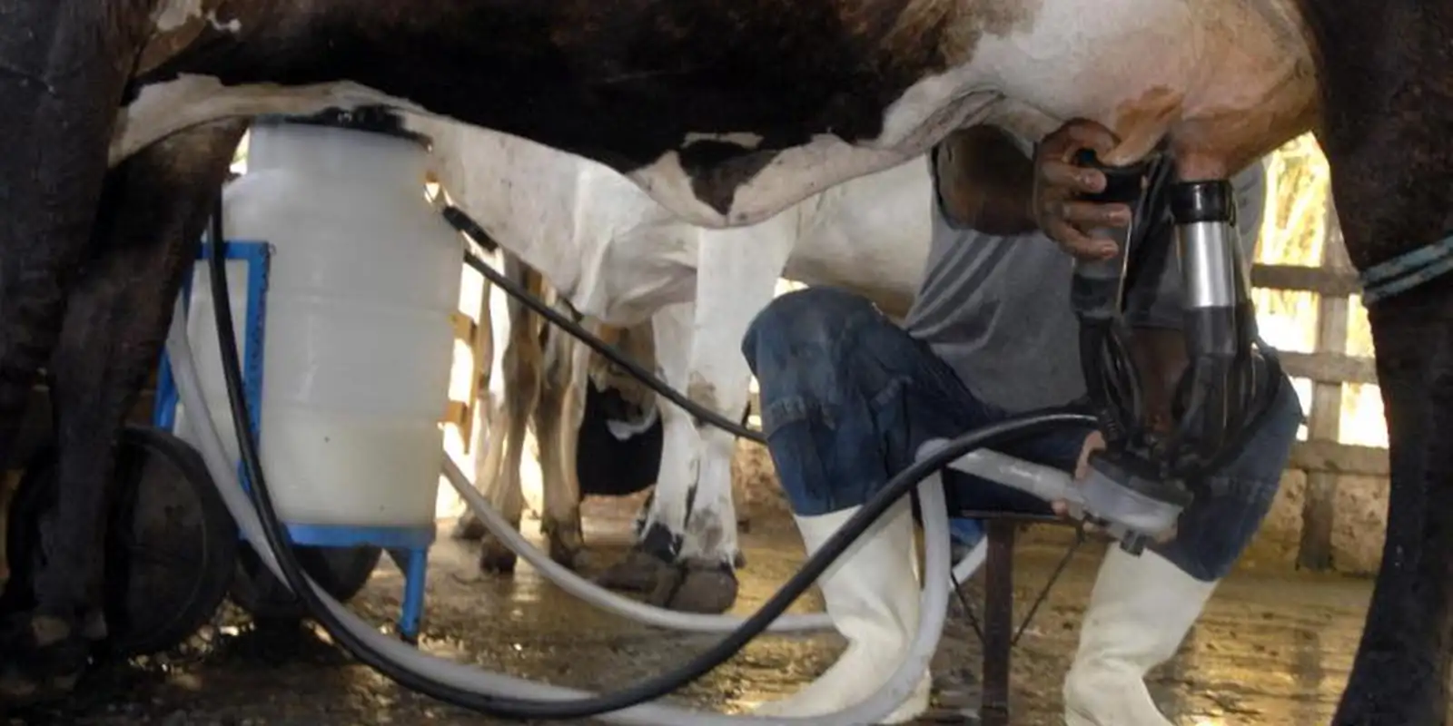 Produção de leite atinge patamar recorde no país com alta na produtividade
