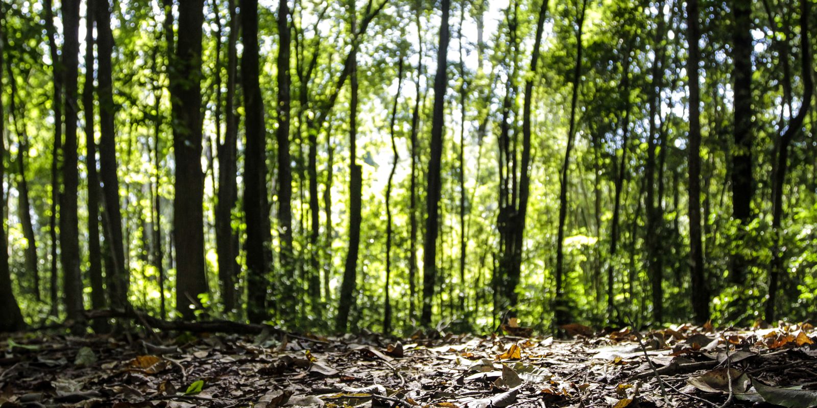 Produção florestal no Brasil atinge recorde de R$ 47,9 bilhões em 2025