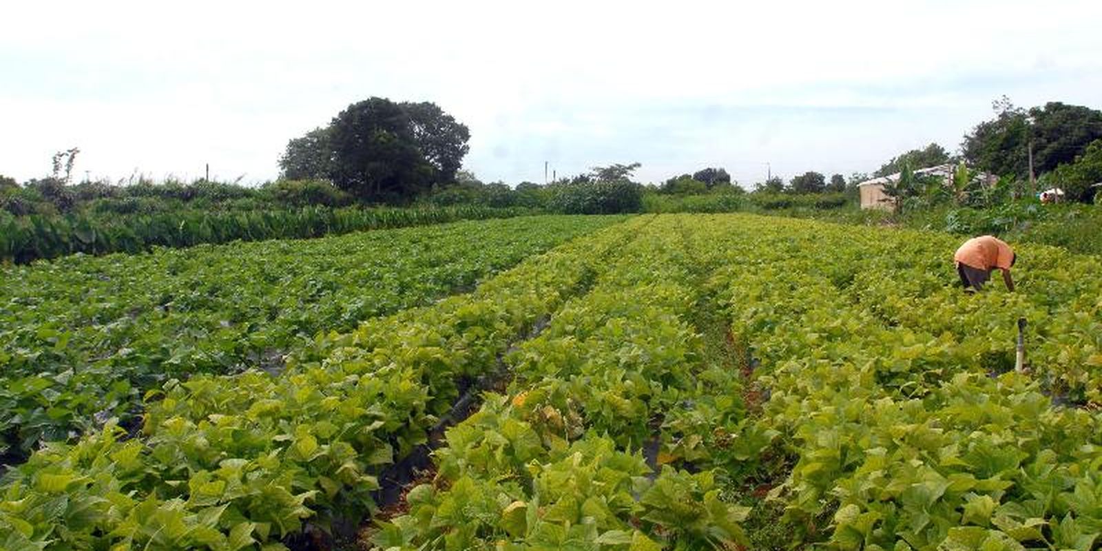 Governo libera crédito extraordinário de R$ 64,3 milhões para fome e indígenas