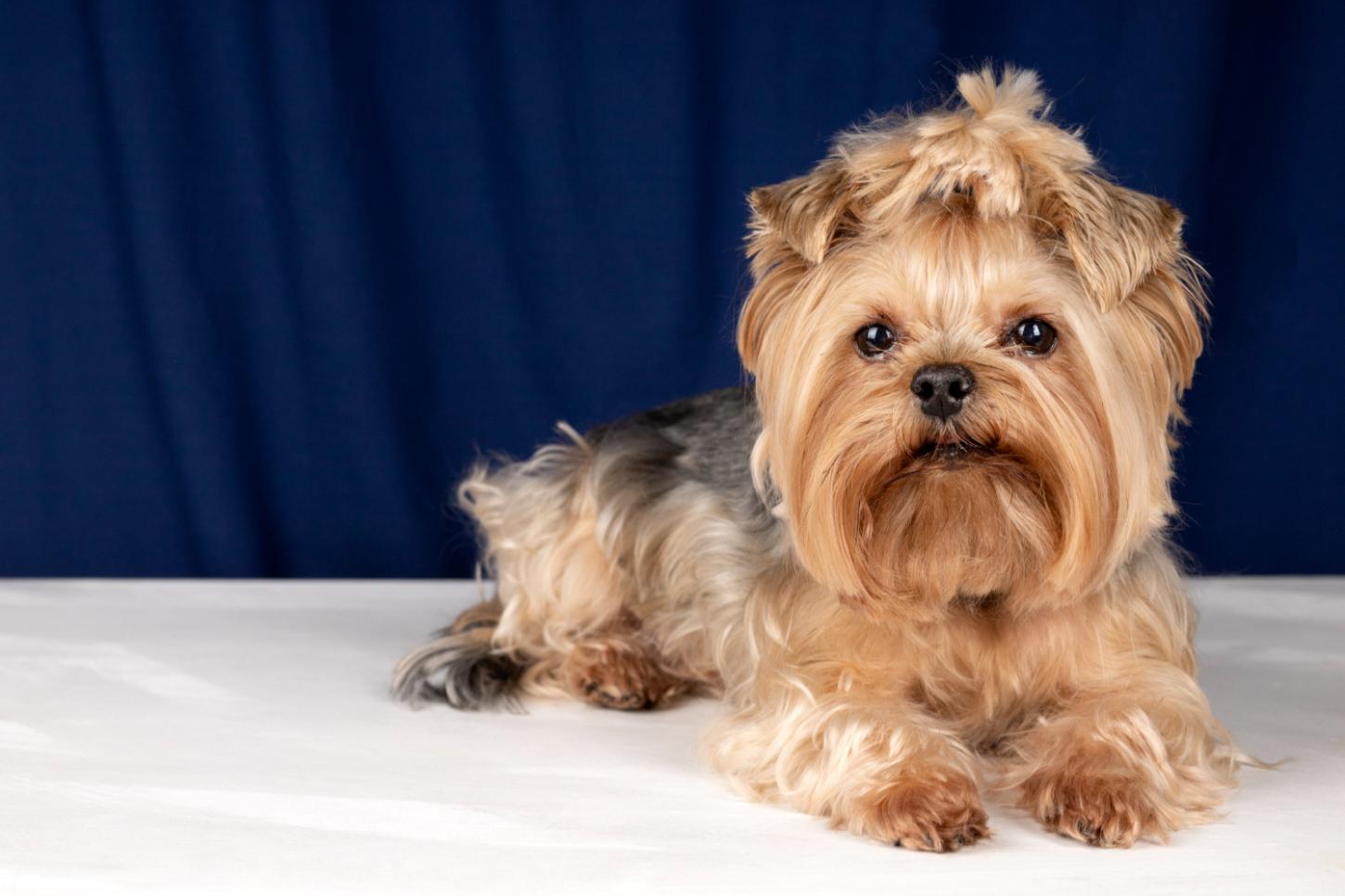 Shih Tzu mini existe? Entenda o que o termo significa antes de escolher um filhote