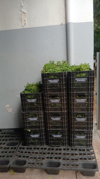 Banco de Alimentos de Araraquara recebe primeira colheita de hortelã