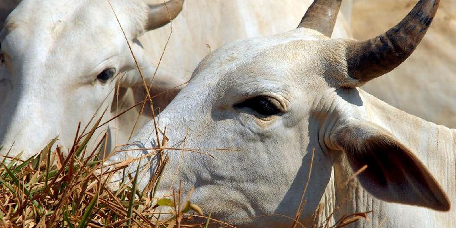 Tarifa sobre carne bovina brasileira na China sobe para 67% após fim de cota