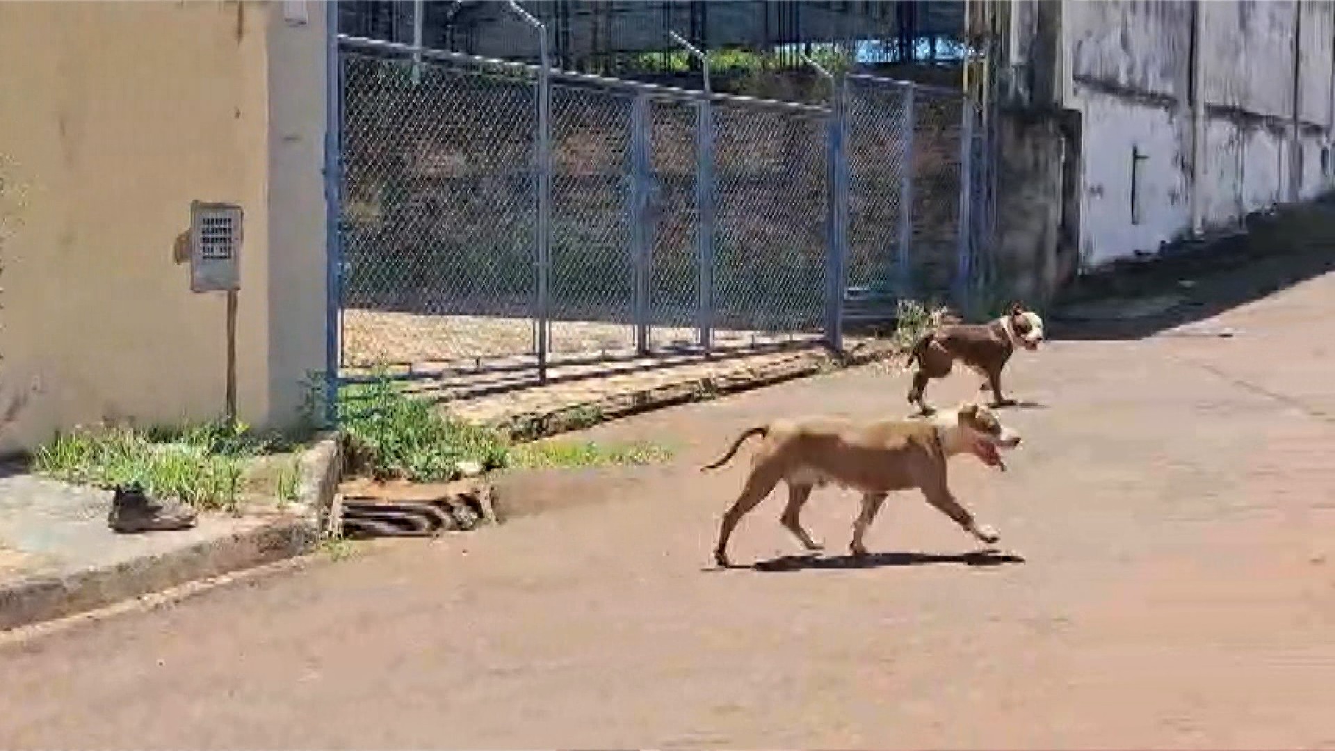 Ataques de pitbulls soltos geram medo em moradores no interior de SP