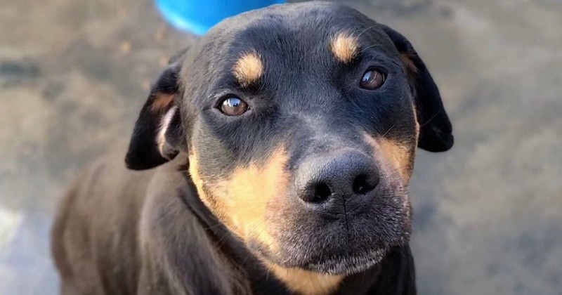 Proteção animal avançada: câmara aprova mudanças na legislação municipal
