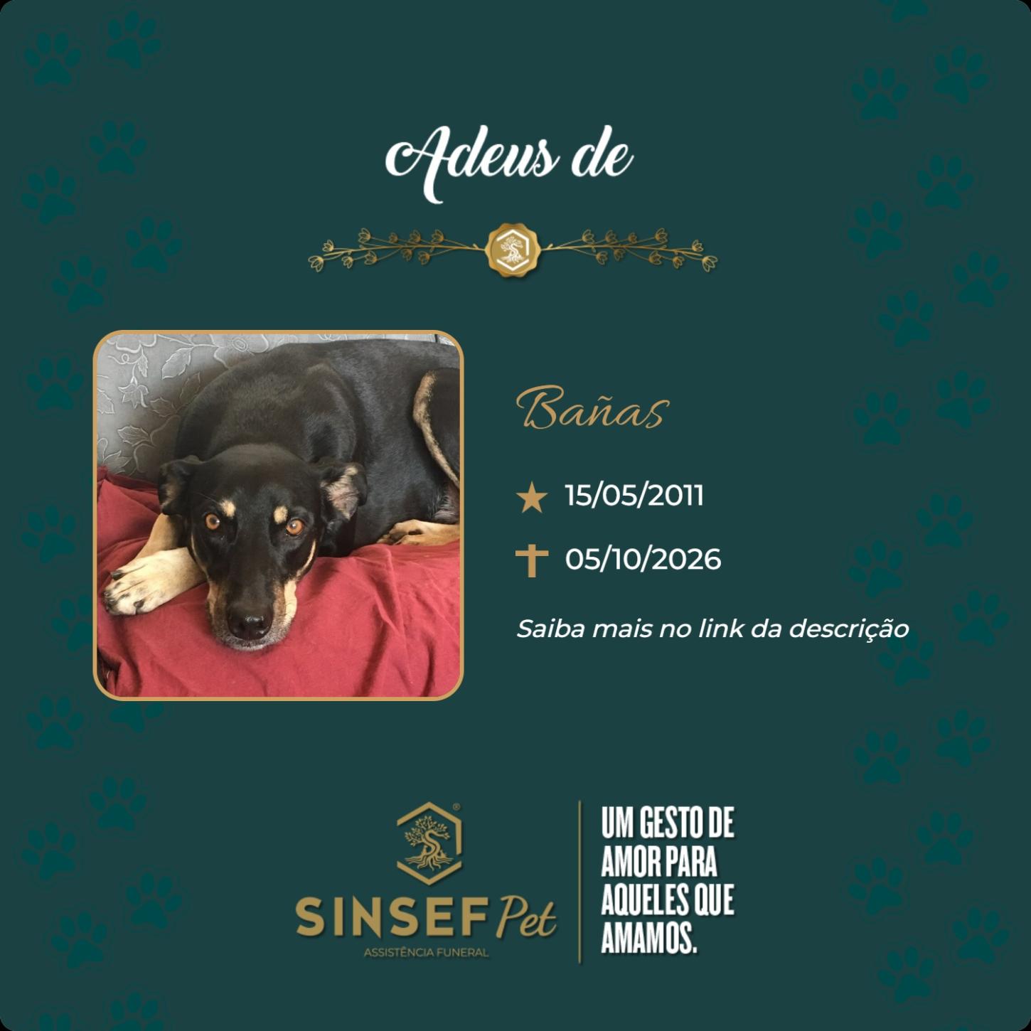 O Grupo Sinsef se despede de Bañas