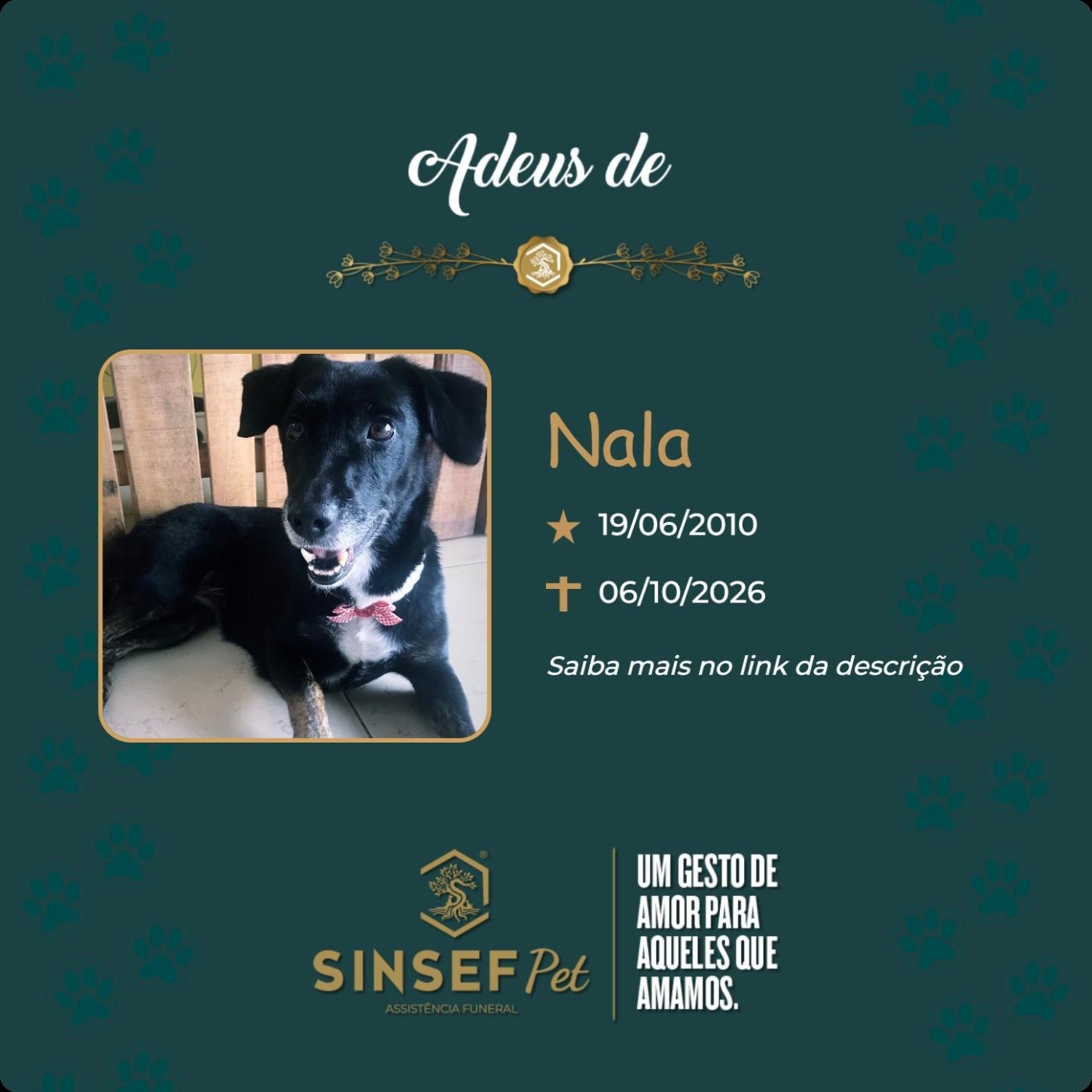 O Grupo Sinsef se despede de Nala 