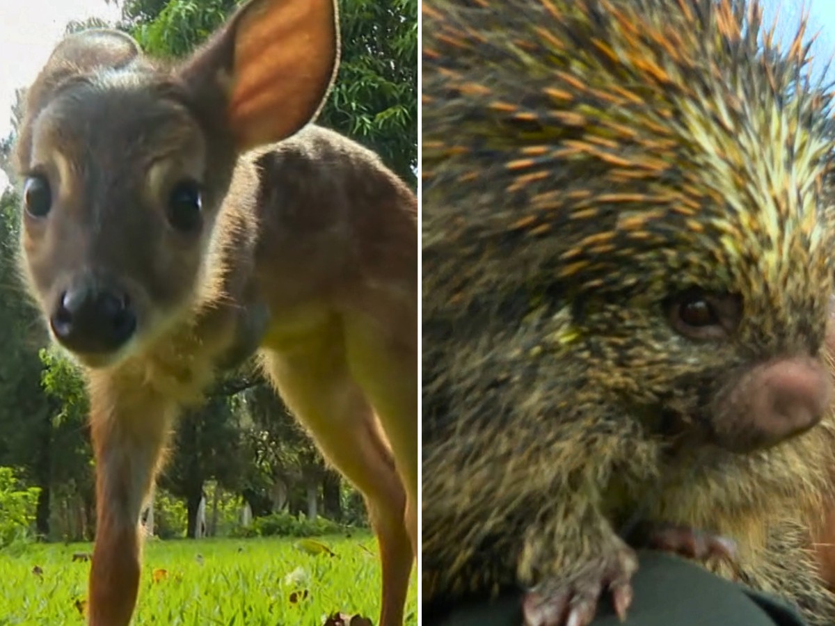 ONG de SP cuida de animais silvestres como veado ferido e ouriço