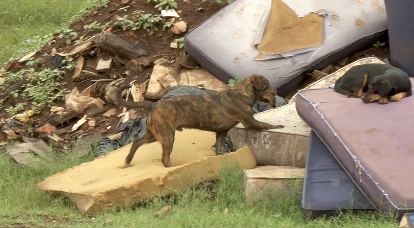 Cães vivem abandonados em aterro sanitário localizado no interior de São Paulo
