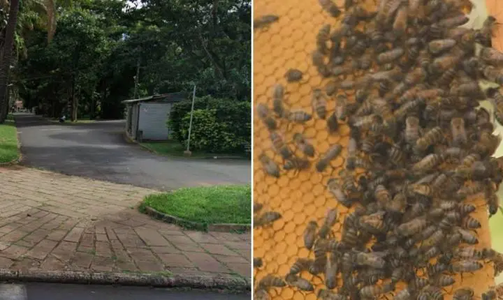 Abelhas atacam quatro pessoas após colmeia cair de árvore em Araraquara