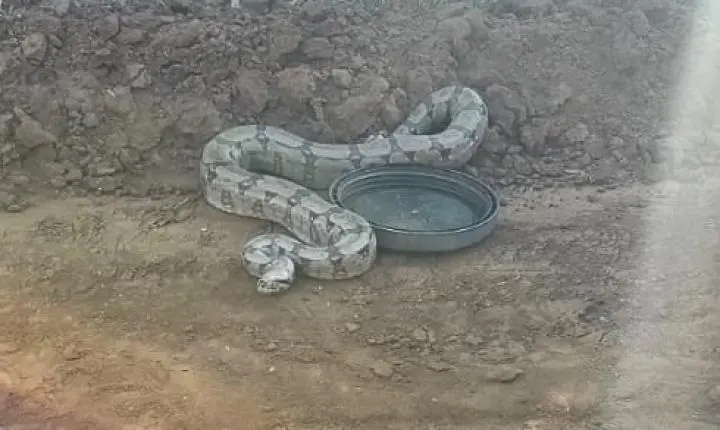 Defesa Civil de Ibaté realiza resgate de animais silvestres