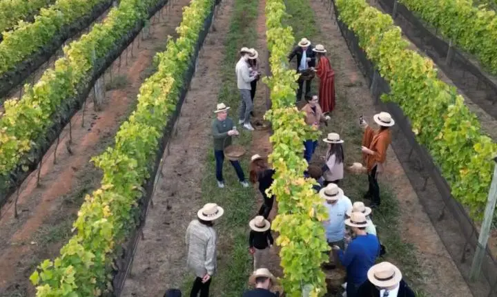 Vindima no Sul de Minas atrai turistas para colheita de uvas e degustação