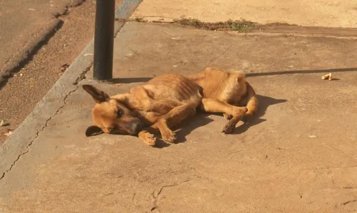 Surto de cinomose em Aguaí (SP) preocupa moradores após mortes de cachorros