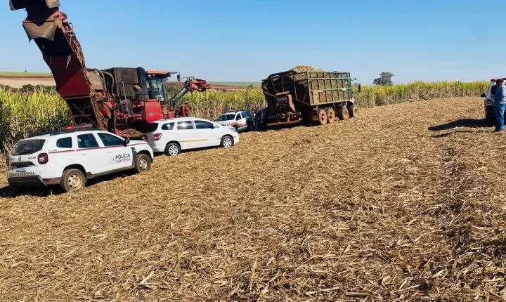 Cadáver em decomposição descoberto em canavial no interior de SP
