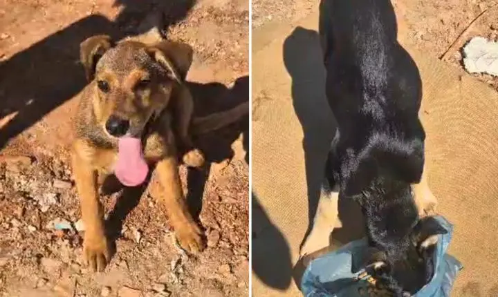 Cães abandonados em aterro sanitário são resgatados em Santa Rita do Passa Quatro