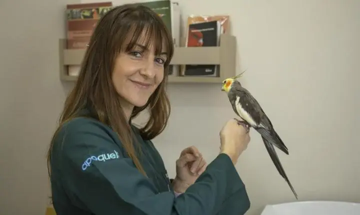 Calopsitas exigem rotina, manejo correto e acompanhamento veterinário