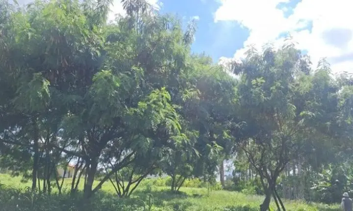 Câmara aprova projeto contra espécie invasora para proteger a flora em Araraquara