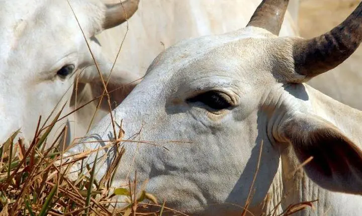 Tarifa sobre carne bovina brasileira na China sobe para 67% após fim de cota