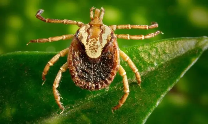 Araras confirma nova morte por febre maculosa e chega a quatro óbitos em 2026