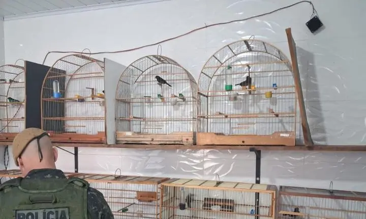 Criador de aves é multado por manter espécimes irregulares no interior de SP