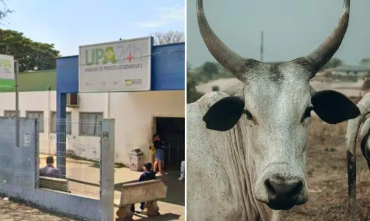 Rio Claro: criança de 3 anos é salva após vaca cair sobre ela em SP